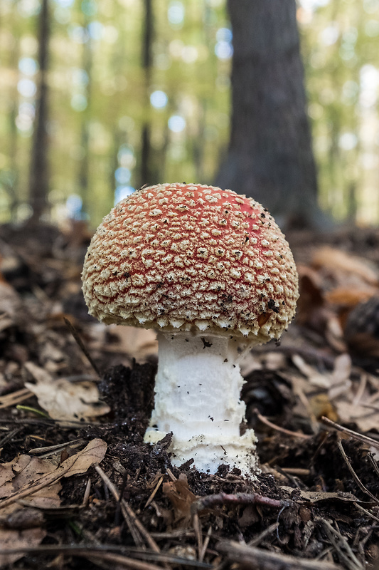 muchotrávka červená Amanita muscaria (L.) Lam.