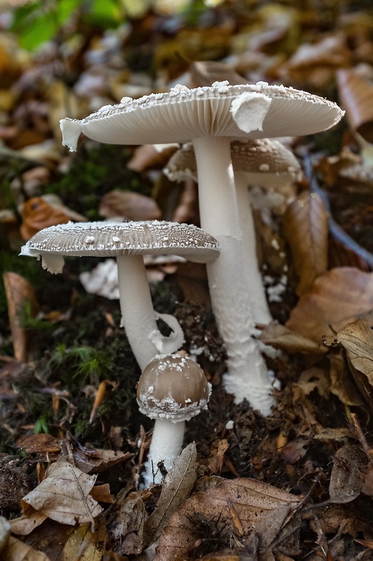 muchotrávka tigrovaná Amanita pantherina (DC.) Krombh.