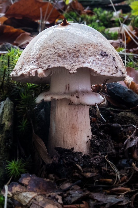 muchotrávka červenkastá Amanita rubescens Pers.