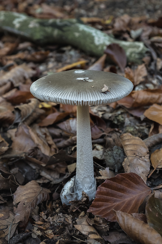 muchotrávka pošvatá Amanita vaginata (Bull.) Lam.