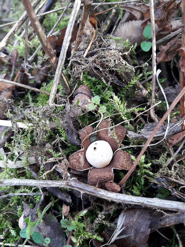 hviezdovka fľaškovitá Geastrum cf.lageniforme