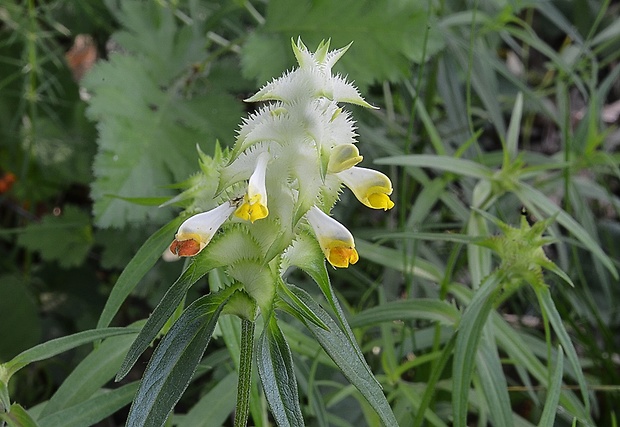 čermeľ hrebenitý Melampyrum cristatum L.