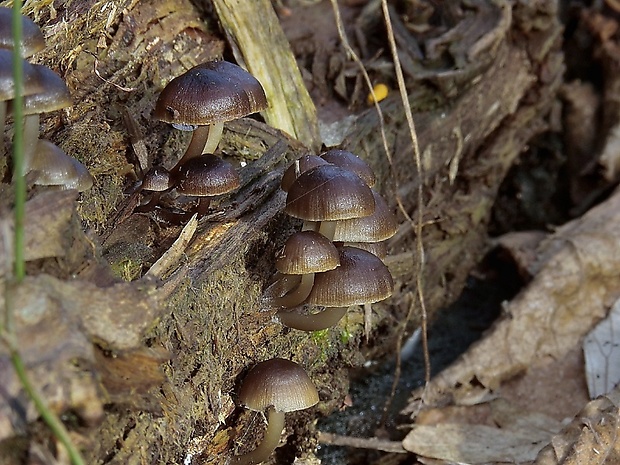 prilbička hnedosivá Mycena tintinnabulum (Paulet) Quél.