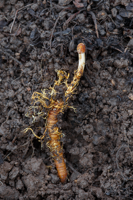 žezlovka cf. jantárová Ophiocordyceps cf. gracilis (Grev.) G.H. Sung, J.M. Sung, Hywel-Jones & Spatafora