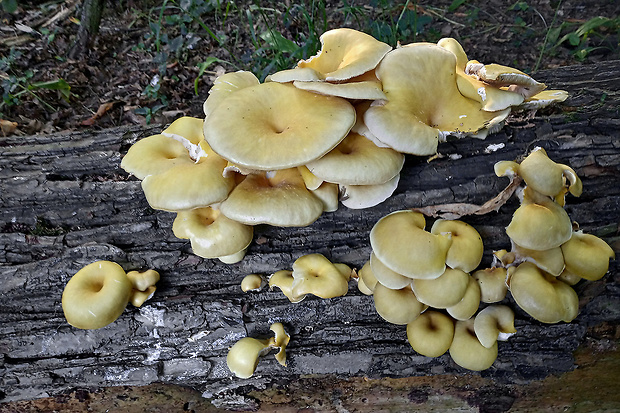 hliva lievikovitá citrónová Pleurotus citrinopileatus (Singer) Ohira