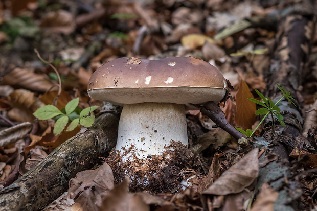 hríb smrekový Boletus edulis Bull.