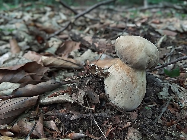 hríb dubový Boletus reticulatus Schaeff.