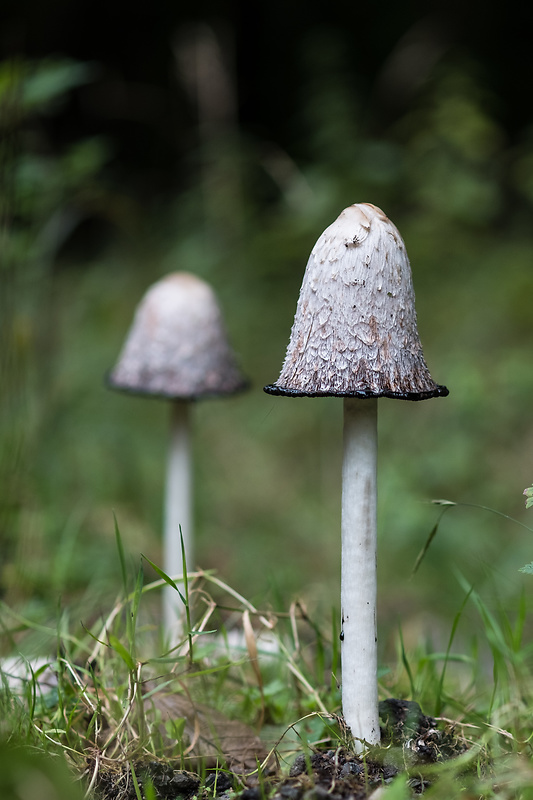 hnojník obyčajný Coprinus comatus (O.F. Müll.) Pers.