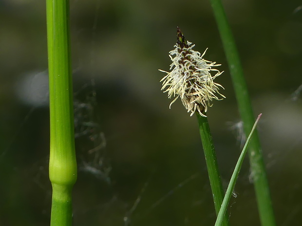 bahnička močiarna Eleocharis palustris (L.) Roem. et Schult.