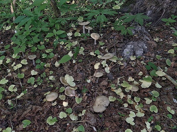 hodvábnica jarná Entoloma clypeatum (L.) P. Kumm.