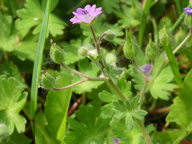 pakost mäkký Geranium molle L.