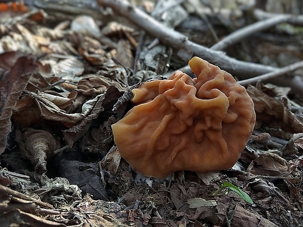 ušiak obrovský Gyromitra gigas (Krombh.) Cooke