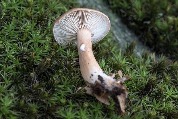 rýdzik sladkastý Lactarius subdulcis (Pers.) Gray