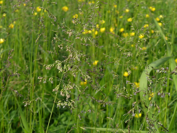 lipnica pospolitá Poa trivialis L.