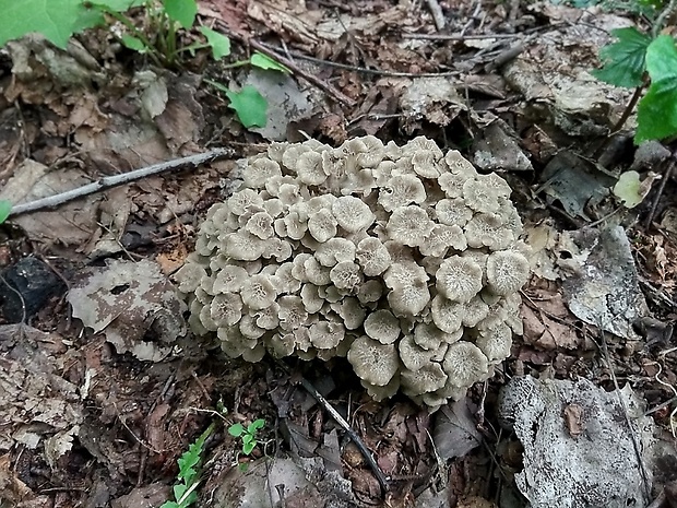 trúdnik klobúčkatý Polyporus umbellatus (Pers.) Fr.