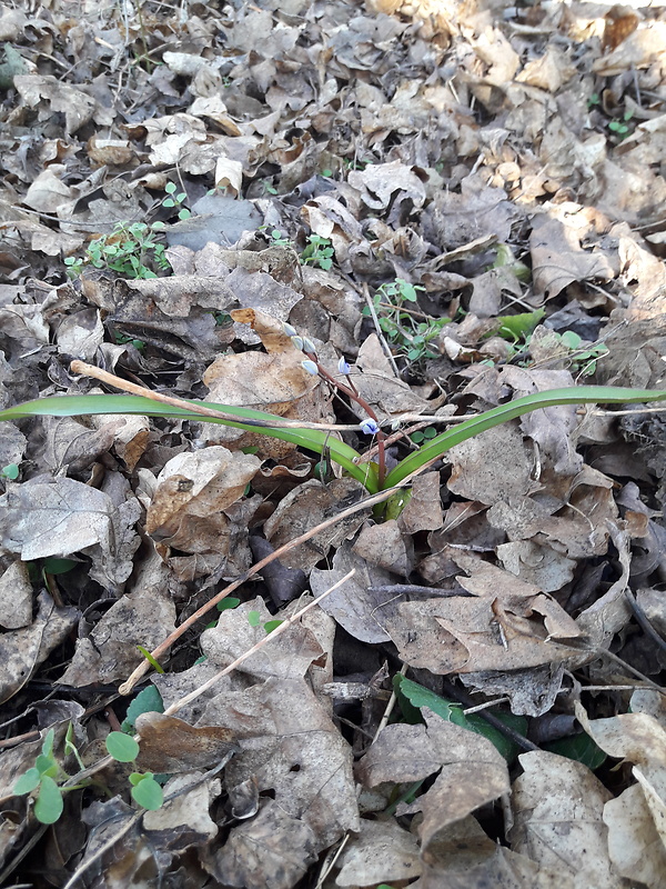 scila viedenská Scilla vindobonensis Speta