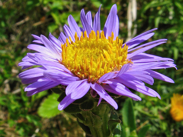 astra spišská Aster amelloides Besser