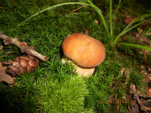 hríb dubový Boletus reticulatus Schaeff.