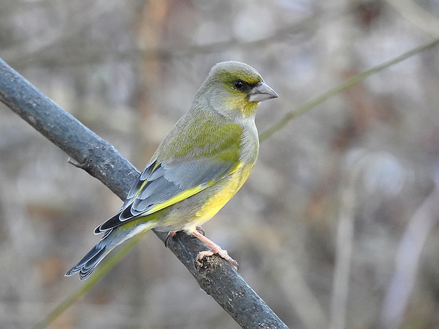 zvonek zelený Cardeulis chloris