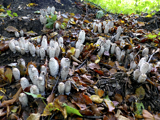 hnojník obyčajný Coprinus comatus (O.F. Müll.) Pers.