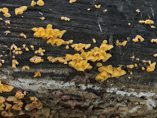 trasľavka pohárikovitá Guepiniopsis buccina (Pers.) L.L. Kenn.