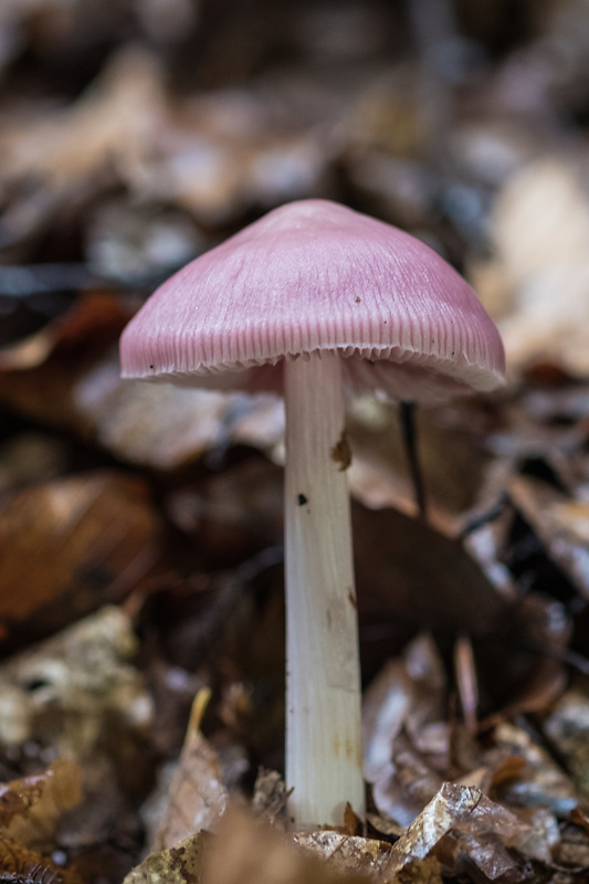 prilbička Mycena sp.