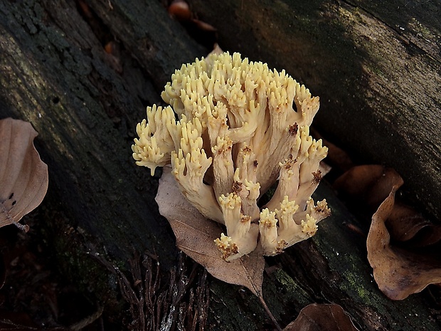 strapačka vzpriamená Ramaria stricta (Pers.) Quél.