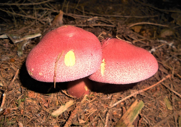 čírovec červenožltý Tricholomopsis rutilans (Schaeff.) Singer