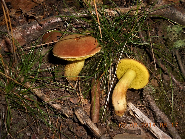 suchohríb plstnatý Xerocomus subtomentosus L.