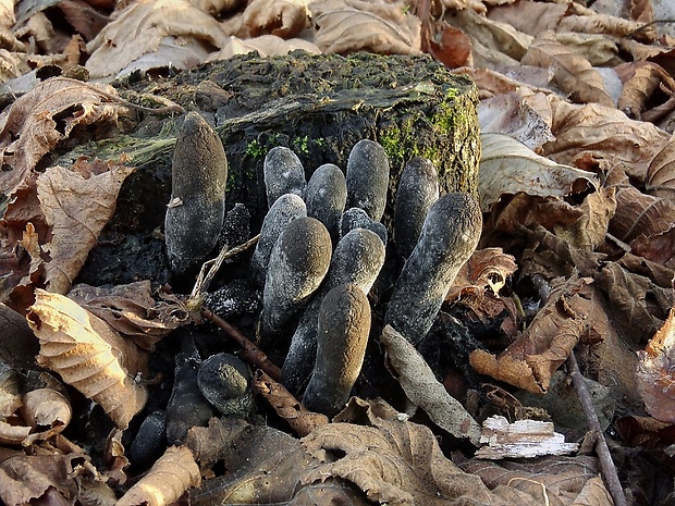 drevnatec Xylaria sp.