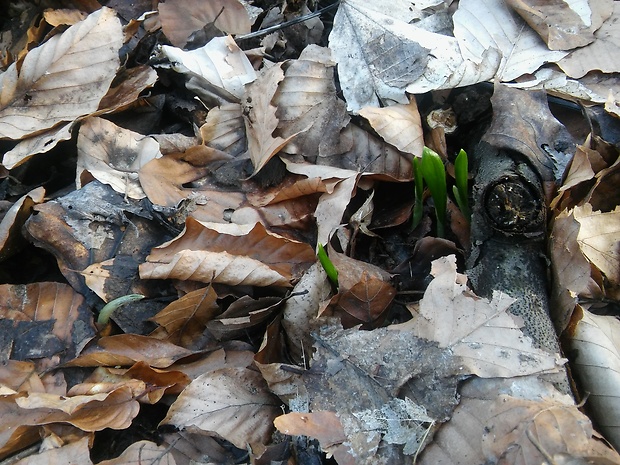 cesnak medvedí Allium ursinum L.