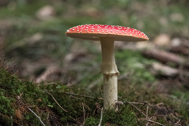 muchotrávka červená Amanita muscaria (L.) Lam.