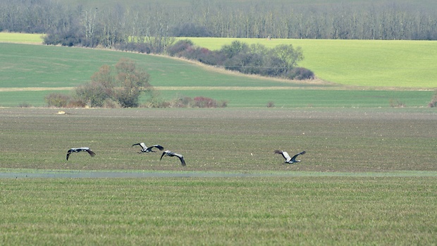 Žeriav popolavý Grus grus