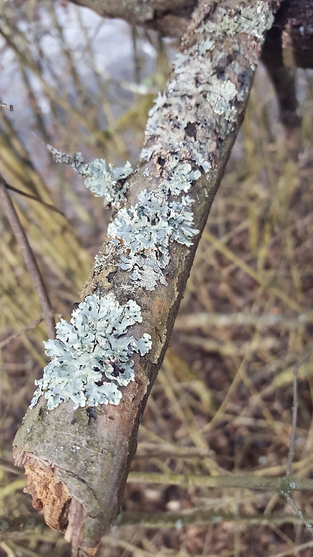 diskovka bublinatá Hypogymnia physodes (L.) Nyl.