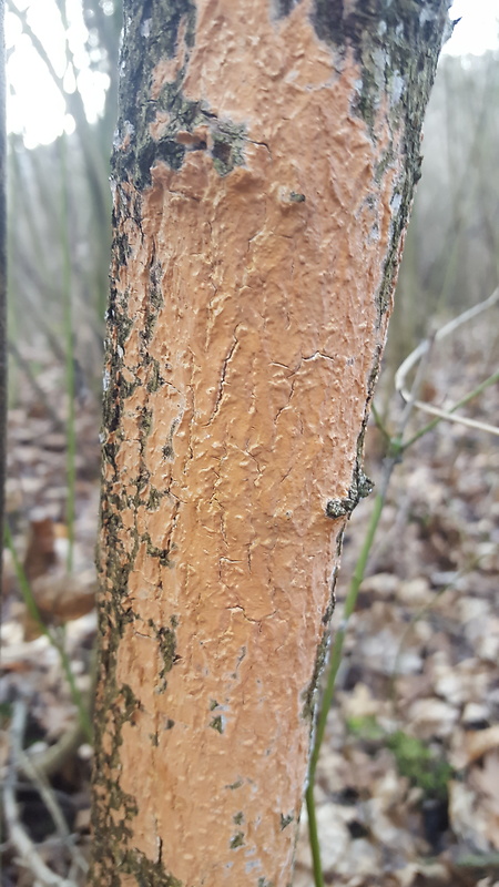 kornatka mäsovočervená Peniophora incarnata (Pers.) P. Karst.