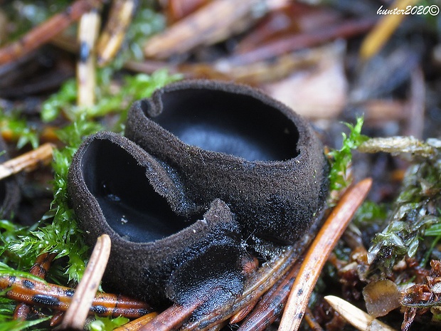 misôčka Pseudoplectania sp.