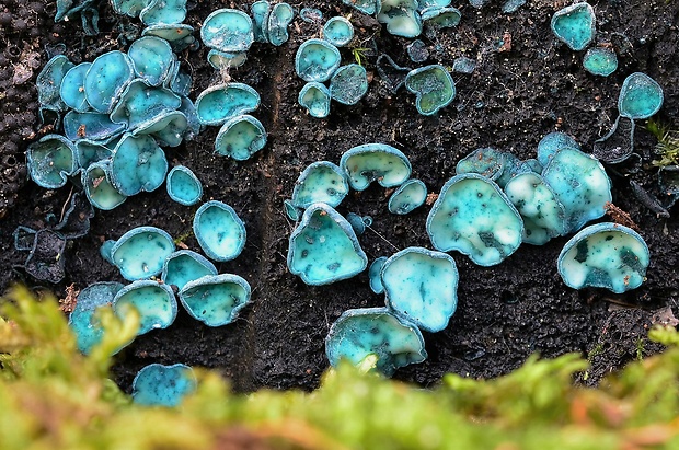 zelenica Chlorociboria sp.