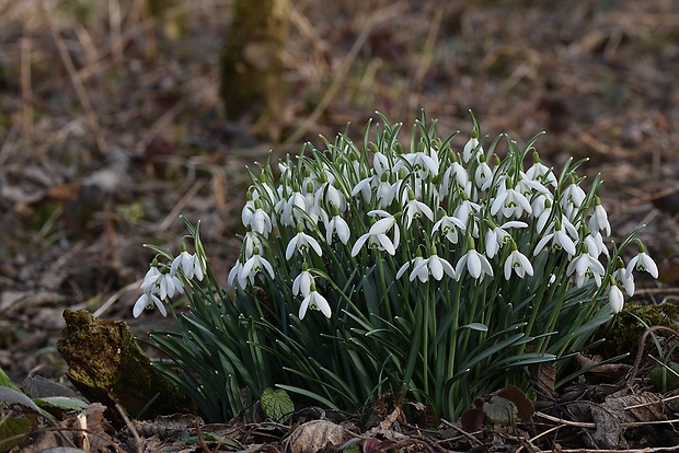 snežienka jarná Galanthus nivalis L.