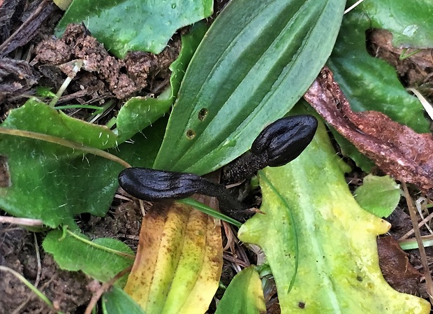 jazýček šupinkatý Geoglossum fallax E.J. Durand