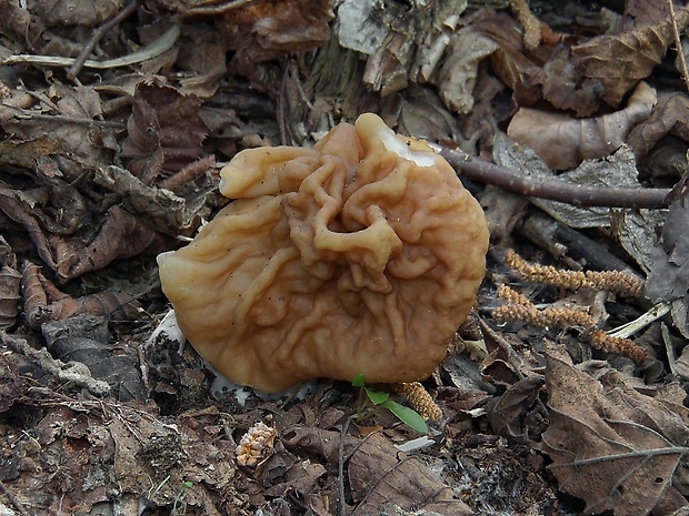 ušiak obrovský Gyromitra gigas (Krombh.) Cooke