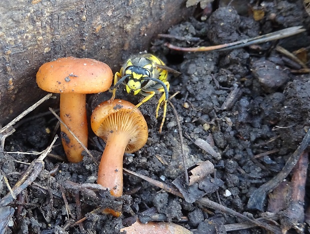 rýdzik Lactarius sp.