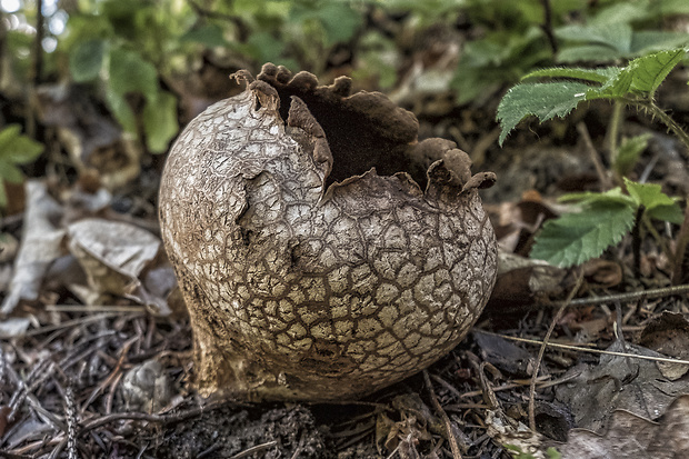 rozpadavec dlabaný Lycoperdon utriforme Bull.