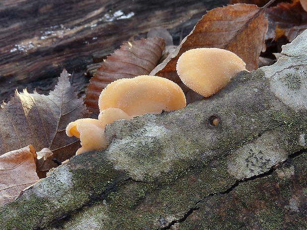 hlivník hniezdovitý Phyllotopsis nidulans (Pers.) Singer