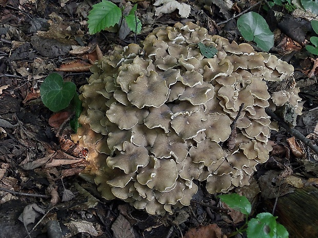 trúdnik klobúčkatý Polyporus umbellatus (Pers.) Fr.