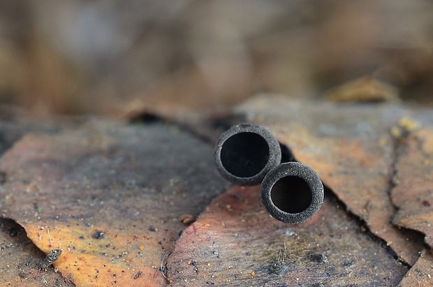 jahňadka smreková Rutstroemia bulgarioides (P. Karst.) P. Karst.