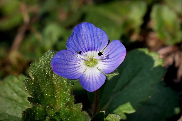 veronika perzská Veronica persica Poir.