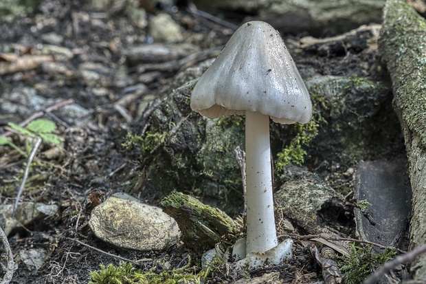 pošvovec obyčajný Volvopluteus gloiocephalus (DC.) Vizzini, Contu & Justo