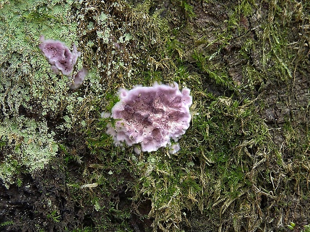 pevníkovec purpurový Chondrostereum purpureum (Pers.) Pouzar