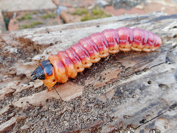 drevotoč obyčajný Cossus cossus