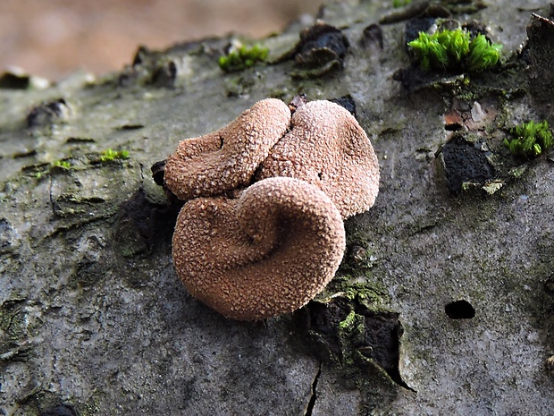 dutinovka otrubnatá Encoelia furfuracea (Roth) P. Karst.